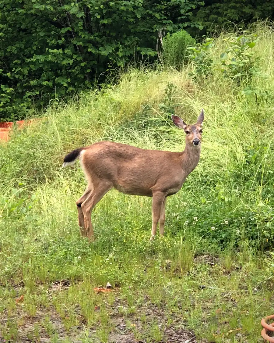A deer in the tall grass at the edge of Issaquah